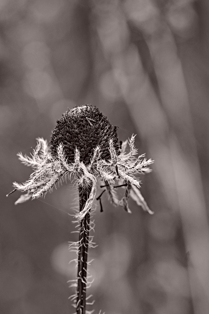 D Dried Black-Eyed Susan in Black and White