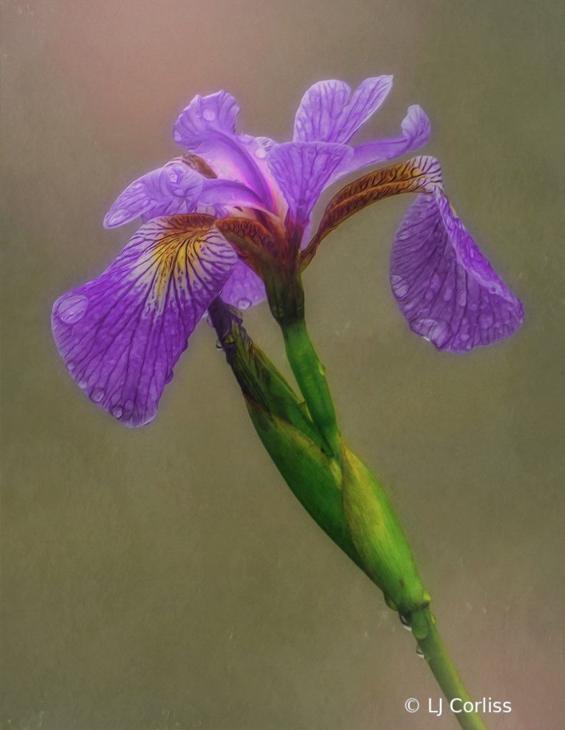 iris