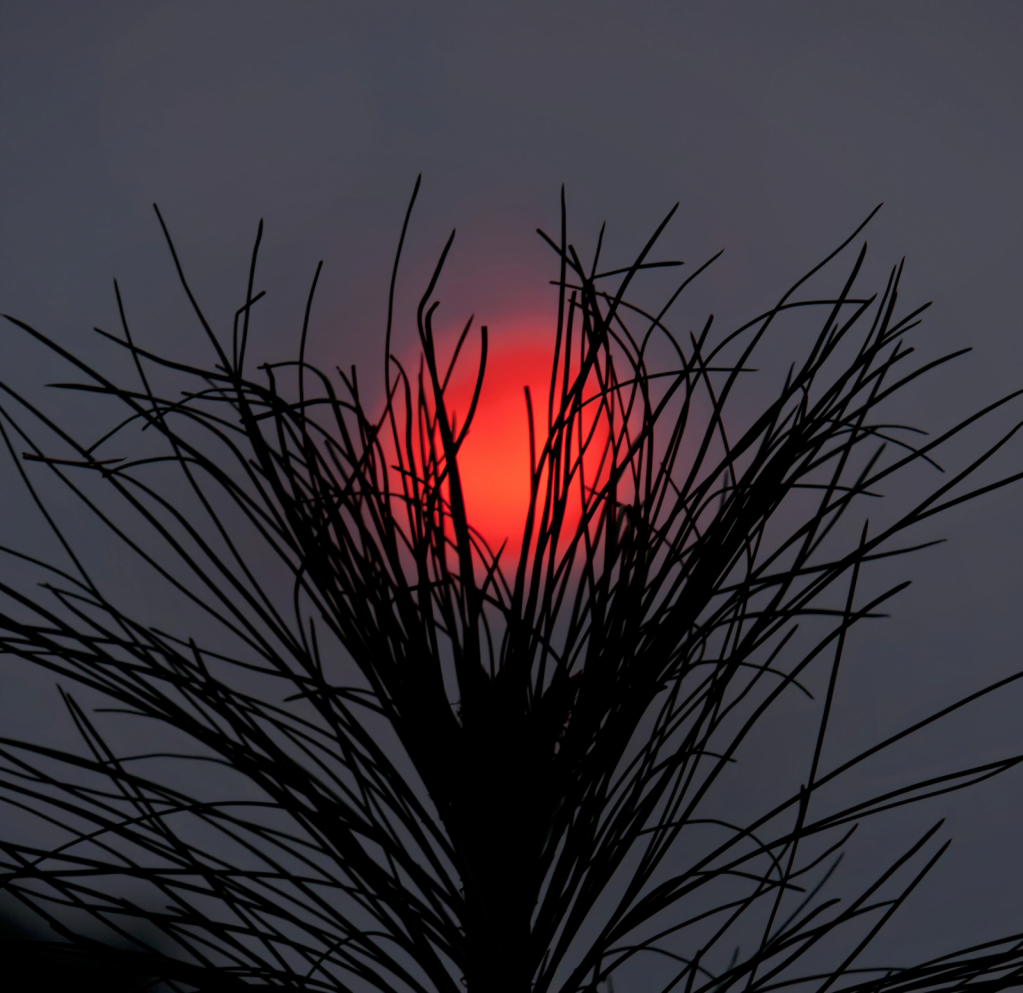 Pine with Sun