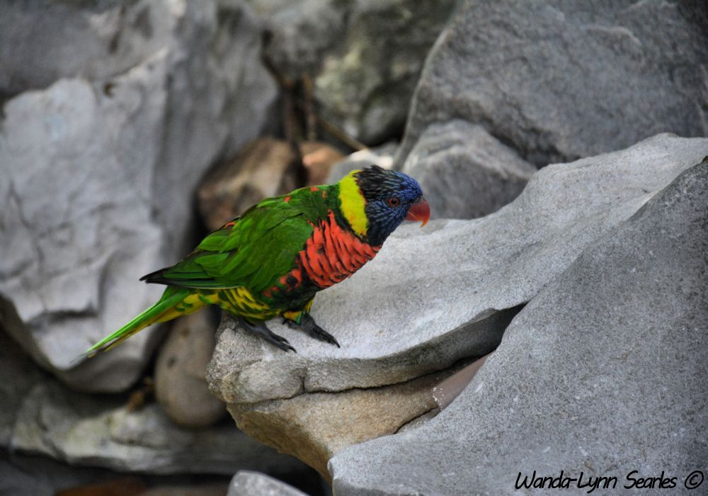 Lorikeet