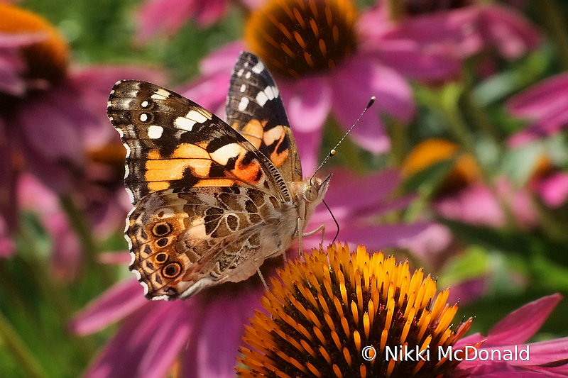 Painted Lady