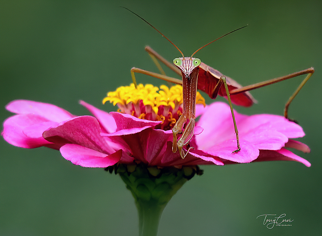 August 2021 Photo Contest Grand Prize Winner - Praying Mantis