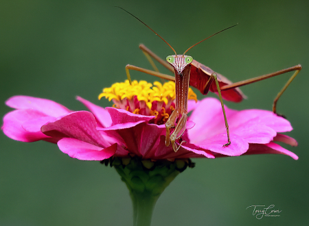 Photography Contest Grand Prize Winner - August 2021: Praying Mantis