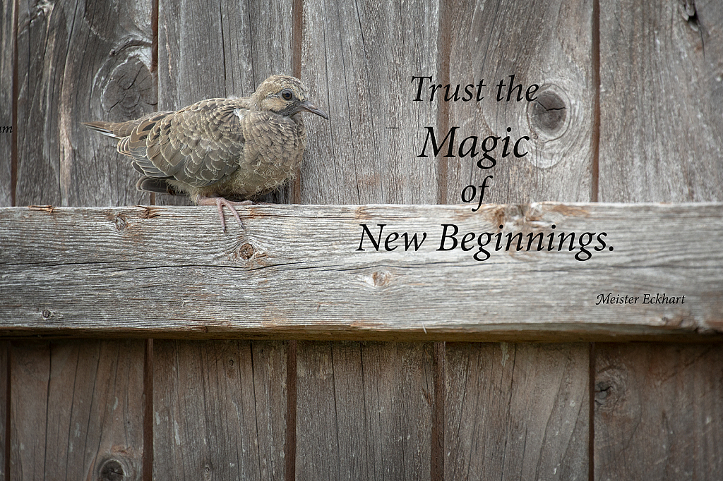 Trust the Magic...