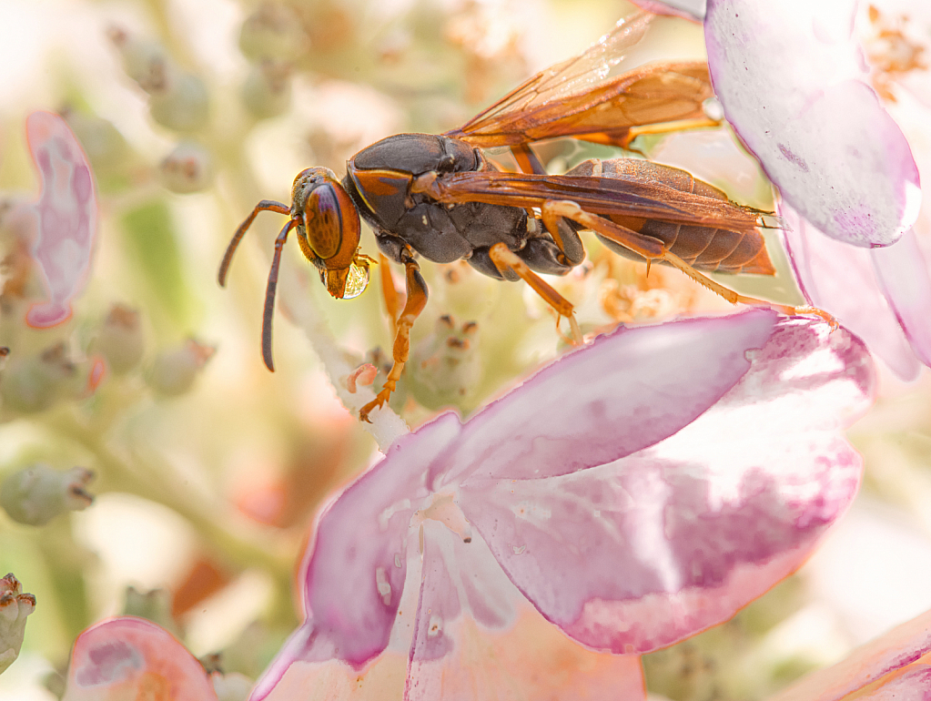 Paper Wasp Blowing Bubbles