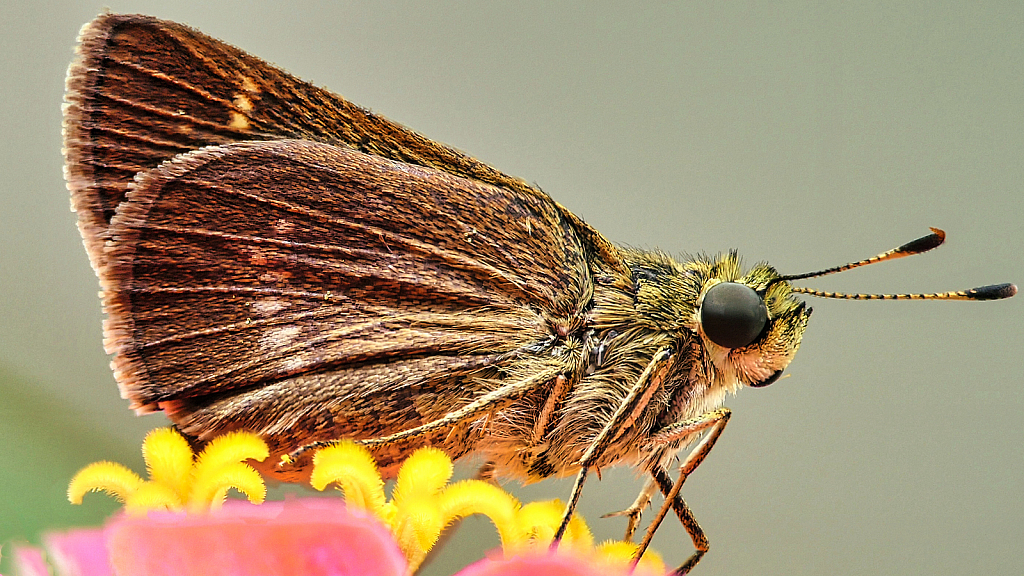 Papillonoidea - ID: 15946643 © Janet Criswell