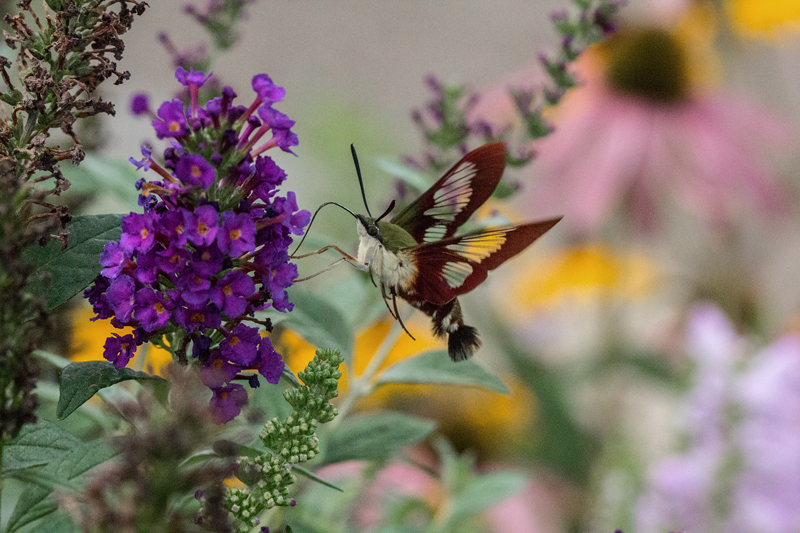 Hummingbird Clearwing Moth 