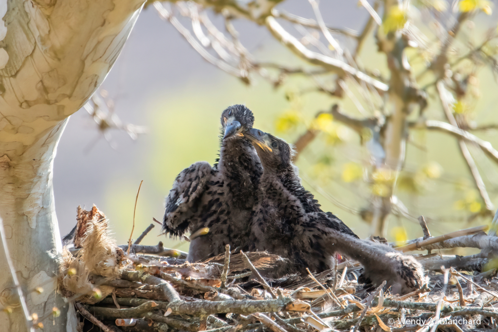 Baby Bald Eagles in Nest