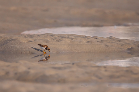 Plover Exporing the Beach