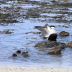 © Krista Cheney PhotoID# 15946779: Eider Ducks, Gardur, Iceland