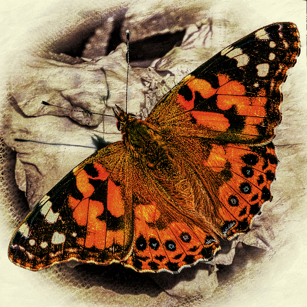 Papillon - ID: 15946863 © Janet Criswell