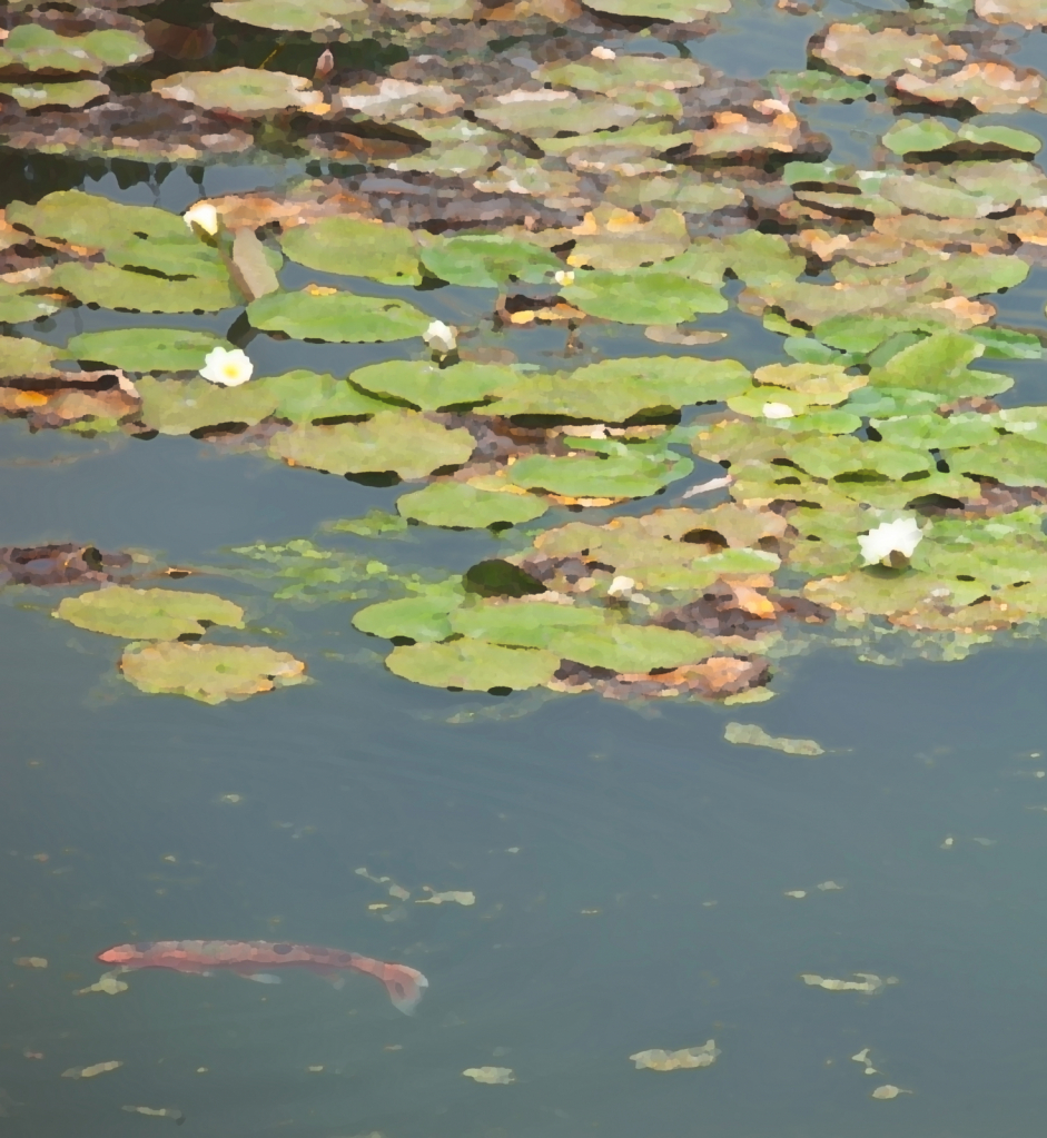 Lily Pond