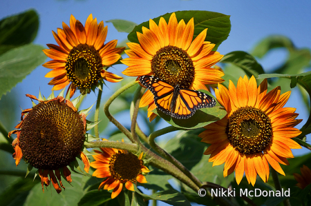 Butterfly and Sunflowers