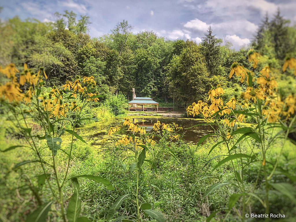 Beechwood Farms 