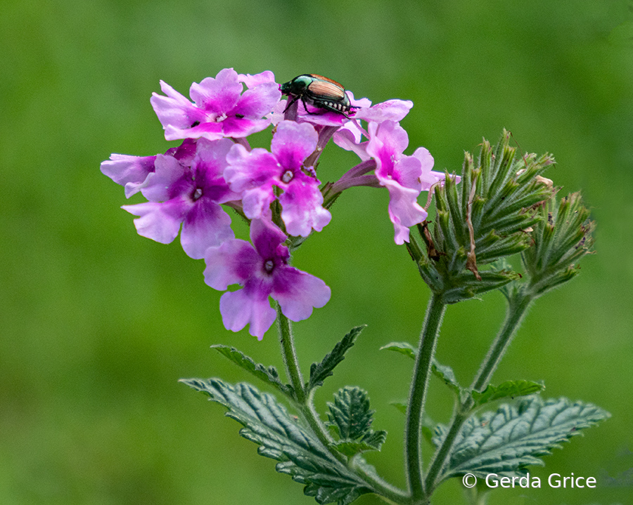 Japanese Beetle on Pink Verbena