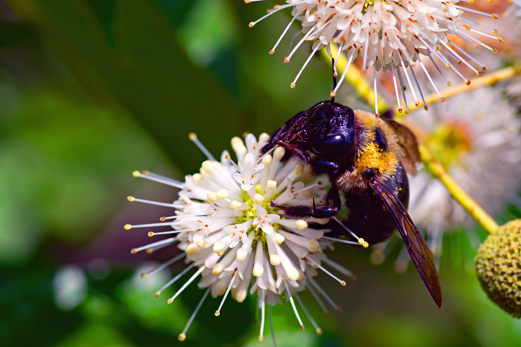 Busy as a Bee on a Buttonbush