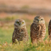 2Burrowing Owl Trio - ID: 15947228 © Sherry Karr Adkins