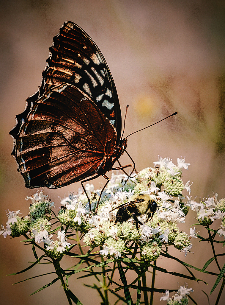 Papillon and Bee - ID: 15947208 © Janet Criswell