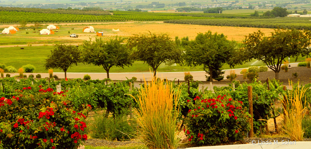 Snake River Wine Region 