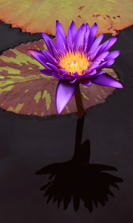 Purple Waterlily