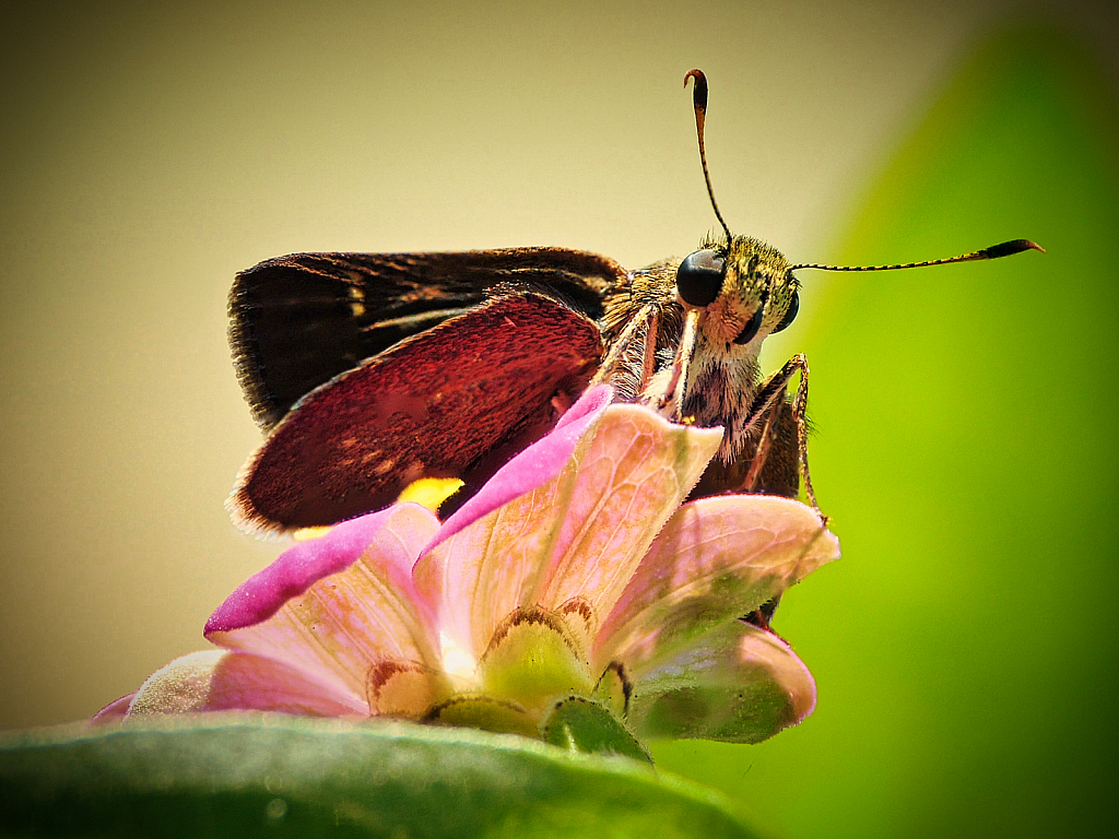 Skipper - ID: 15947256 © Janet Criswell