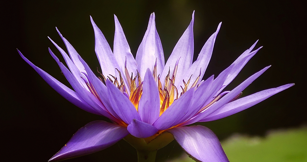 Pond Lily