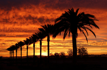 Desert Palms