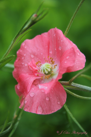 Hollyhock