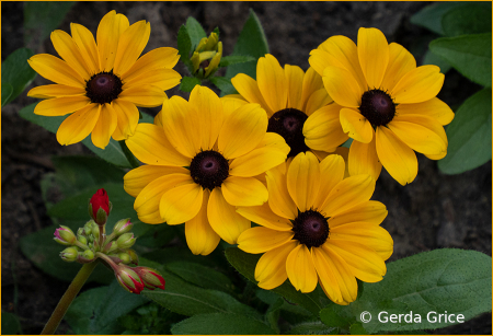 Intruder in the Black-Eyed Susan Patch
