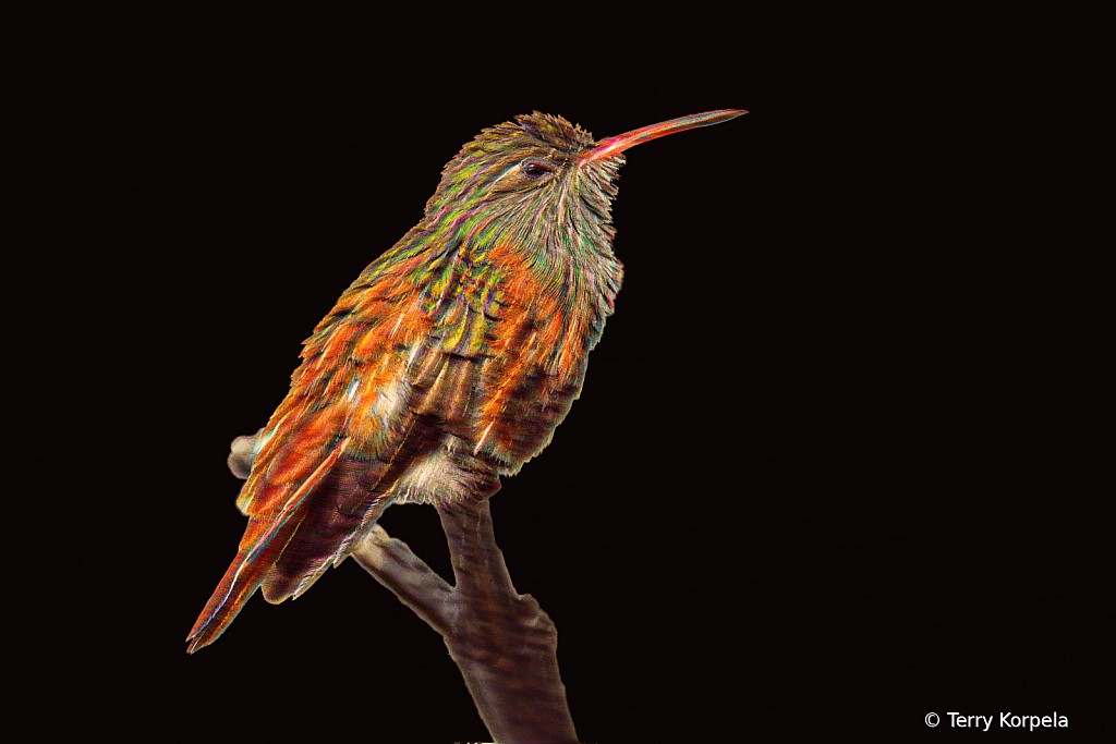 Emerald Hummingbird Abstract - ID: 15947313 © Terry Korpela