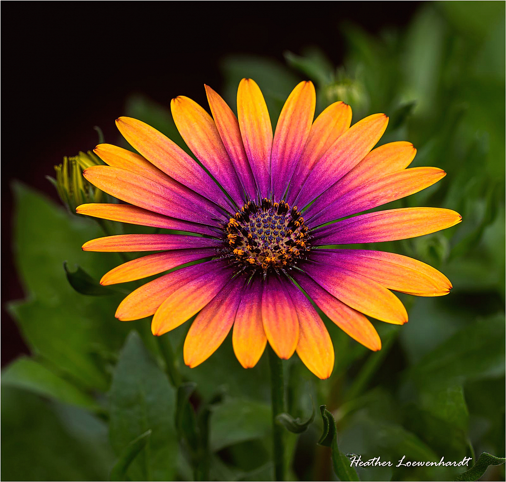 Purple Sun Osteospermum