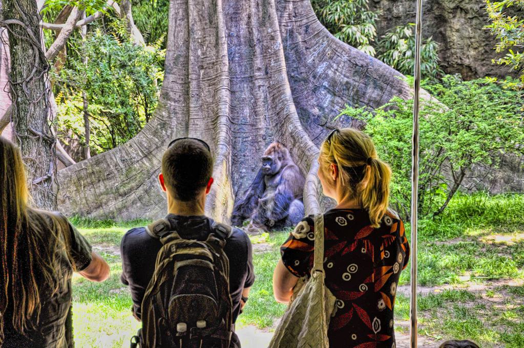 Each Side Watching - ID: 15947412 © Paul Coco