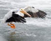 Landing