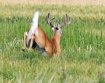 A Whitetail