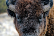 Buffalo