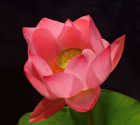 Pink Lotus