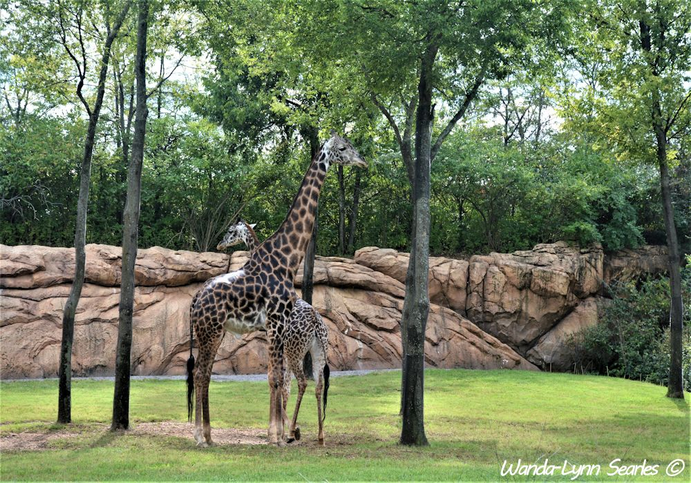 Mama and Baby Giraffe