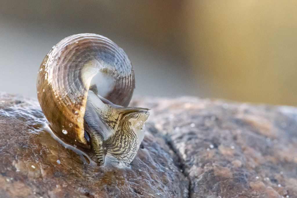 The Sea Snail