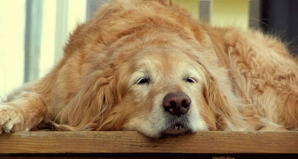 A Golden Retriever Pile