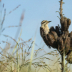 2Ladder-backed Woodpecker - ID: 15947903 © Sherry Karr Adkins