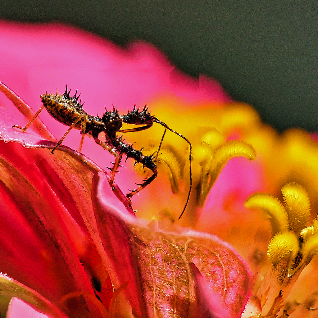 Predator - ID: 15948091 © Janet Criswell