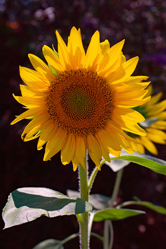 Backlit Sunflower