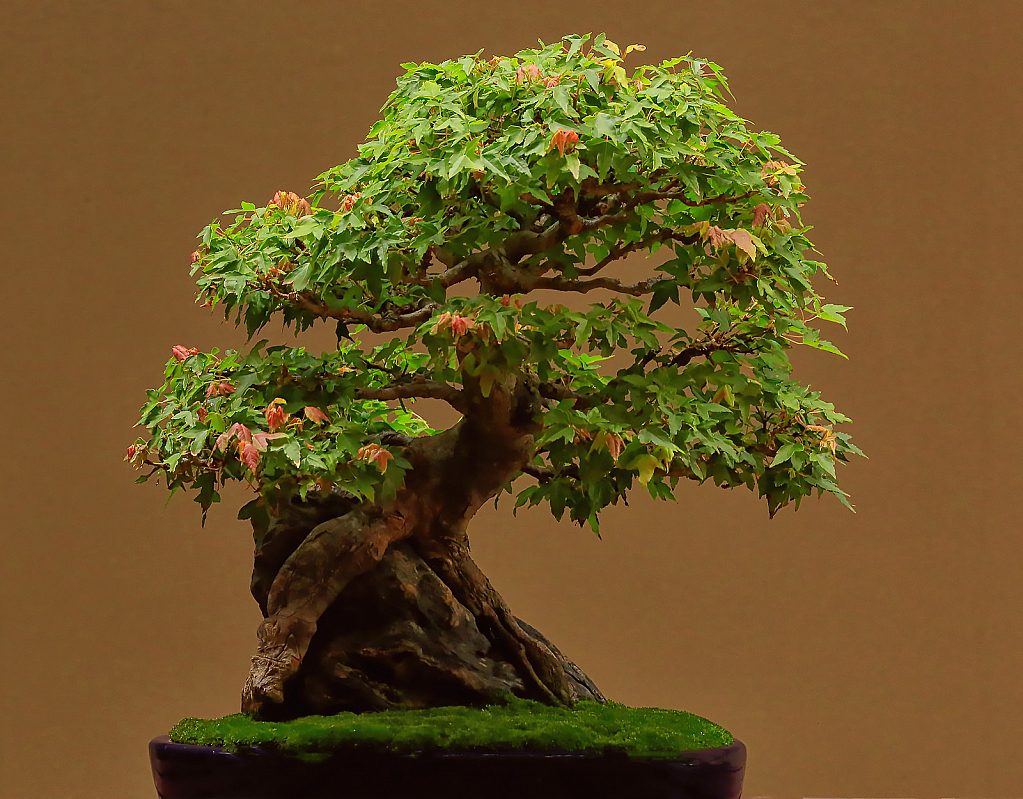 Bonsai