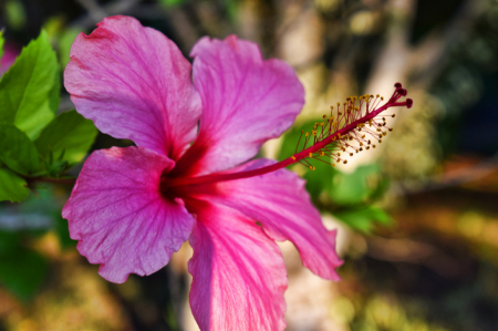 A PINK FLOWER