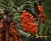 Berries