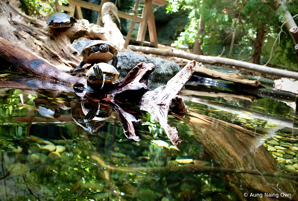 Lovely Turtle Couple