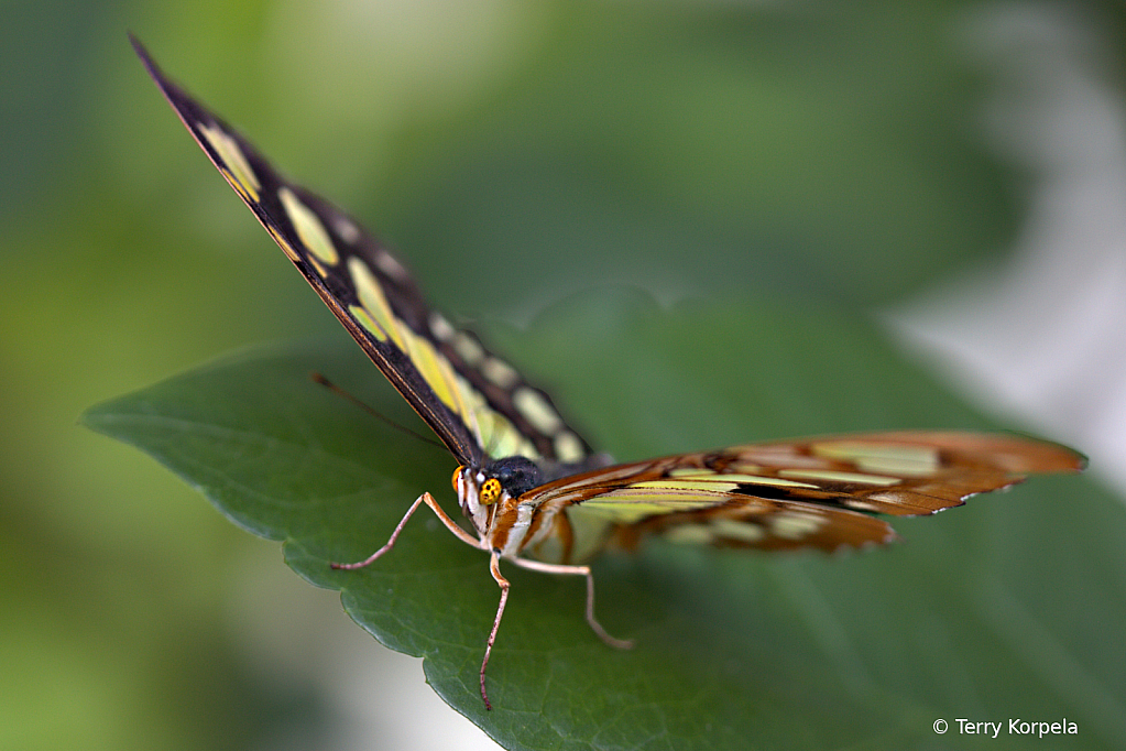 Malachite Butterfly - ID: 15948182 © Terry Korpela
