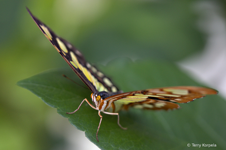 Malachite Butterfly