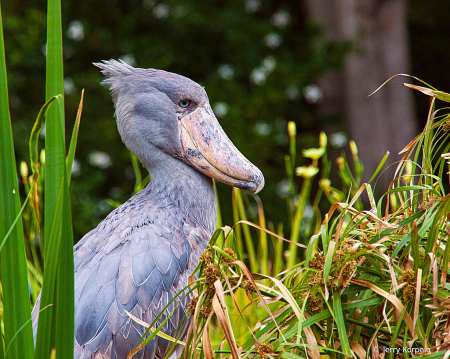 Shoebill Stork