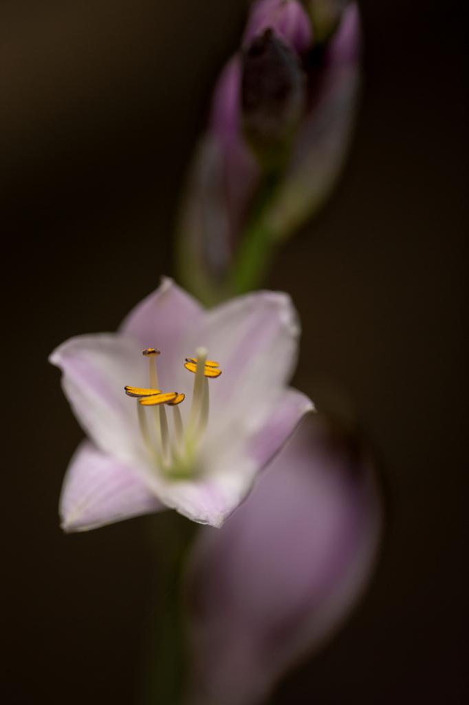 Hosta Flower